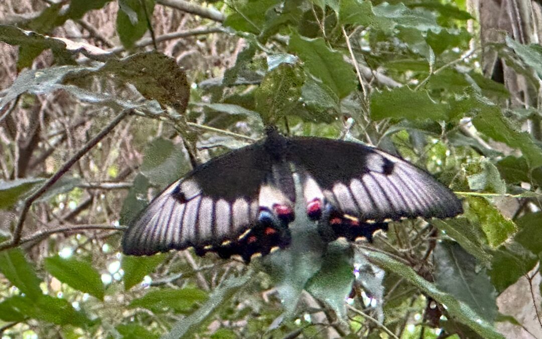 Our 2023 one-year trip around Australia starts plus a winged messenger!