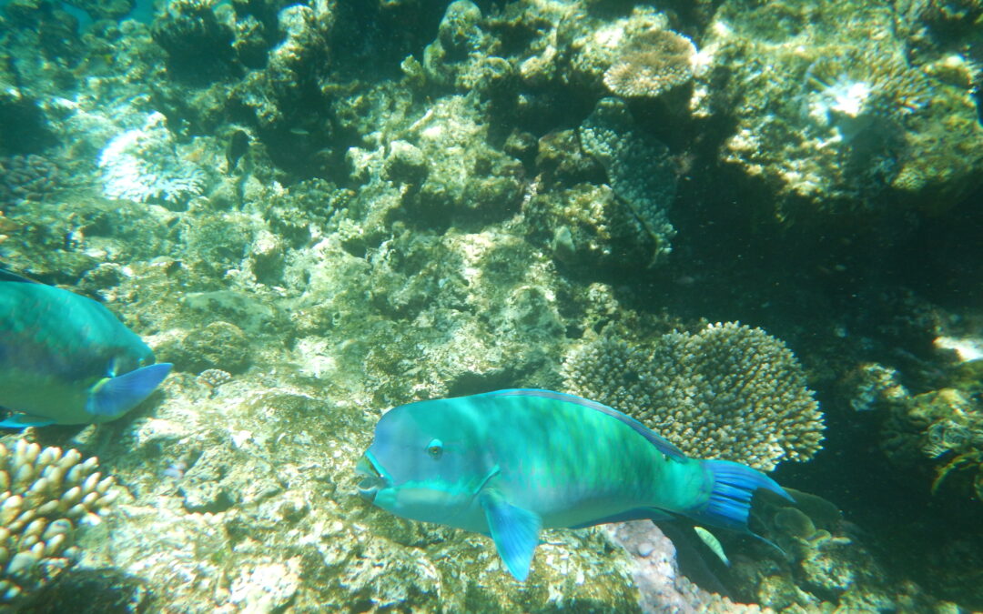 Great Barrier Reef Snorkel Adventure 